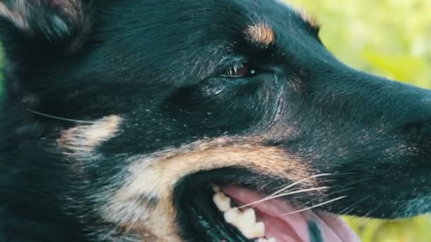 Beautiful shepherd stuck out her tongue and breathes. Close view. The dog wants to drink — Stock Video