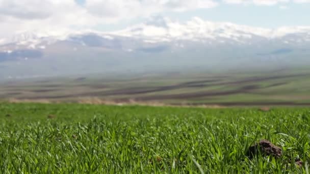 Rumput hijau muda berair di padang rumput ditusuk di musim panas dalam angin Terhadap latar belakang lanskap gunung megah dengan puncak bersalju — Stok Video