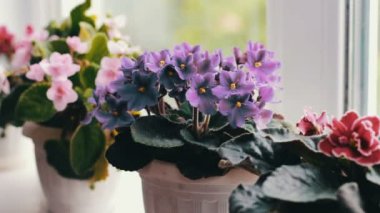 Güzel, çiçek açan, ihale mor, kırmızı, pembe Menekşe pencere üzerinde tencerede çiçek