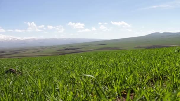 Mladé zelené šťavnaté trávy na louce vztyčené v létě ve větru na pozadí nádherné horské krajiny s zasněžené vrcholy — Stock video