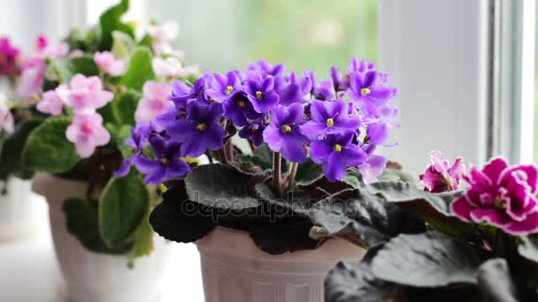 Hermosa, floreciente, tierna violeta, rojo, rosa violetas florecen en una olla en el alféizar de la ventana — Vídeos de Stock