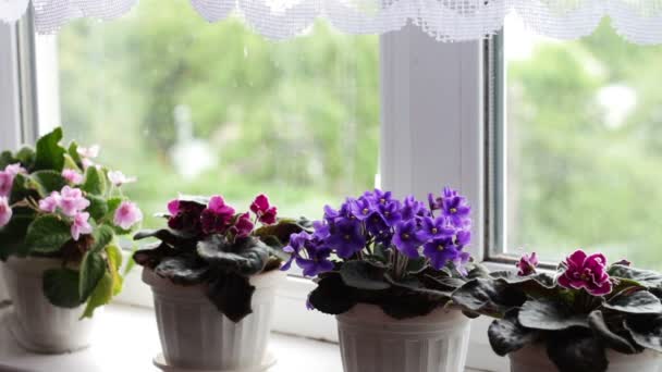 Hermosa, floreciente, tierna violeta, rojo, rosa violetas florecen en maceta en el alféizar de la ventana por encima de ellos del viento la cortina blanca de la cocina se mueve — Vídeos de Stock