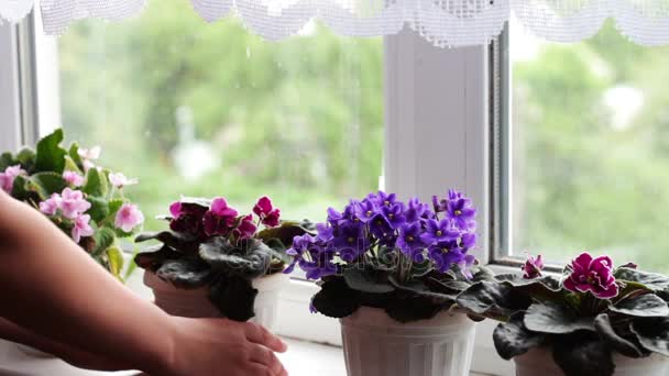 Mujer quitar macetas con hermosa, floración, violeta tierna, rojo, rosa violetas florecen en el alféizar de la ventana — Vídeo de stock