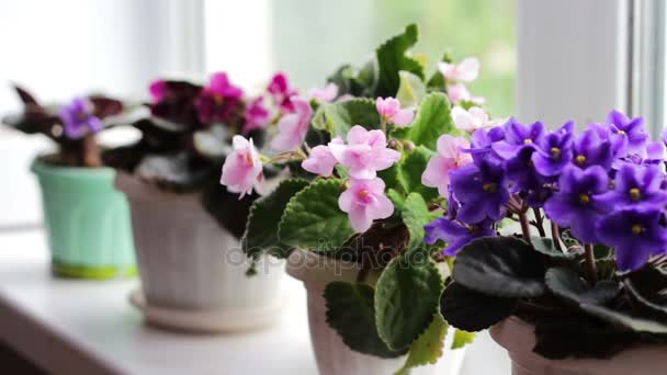 Hermosa, floreciente, tierna violeta, rojo, rosa violetas florecen en una olla en el alféizar de la ventana — Vídeos de Stock