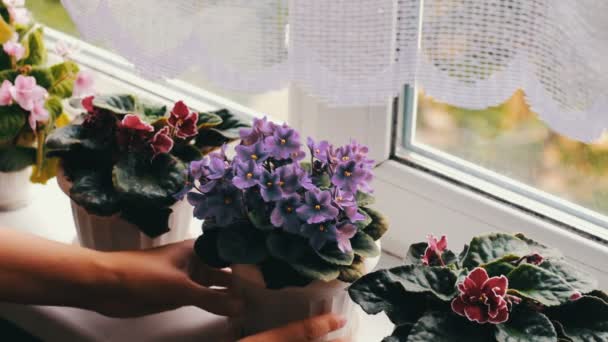 女人删除花盆美丽、 盛开、 温柔紫、 红、 粉红紫罗兰绽放在窗台上 — 图库视频影像