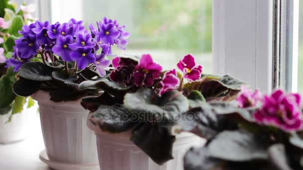 Lindos, florescendo, tenro violeta, vermelho, rosa violetas florescem em um pote no peitoril da janela — Vídeo de Stock
