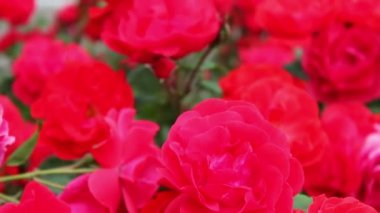 Güzel kokulu kırmızı yemyeşil Park gül kapatın. Bahçedeki gül çiçekler açar