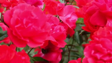 Güzel kokulu kırmızı yemyeşil Park gül kapatın. Bahçedeki gül çiçekler açar