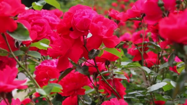 Gyönyörű piros illatos buja rózsák parkban közelről. Rózsa virágok nyílnak a kertben