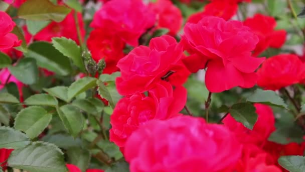 Vackra röda doftande lummiga rosor i park närbild. Rosa blommor blomma i trädgården — Stockvideo