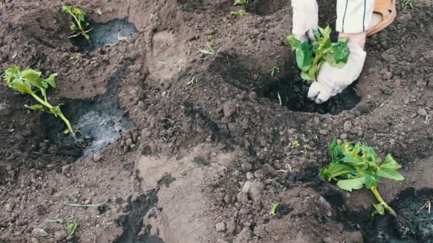 女性は地面にトマトの苗を植えた。トマトの苗がある掘った穴。植物が植わることのために準備されています。 — ストック動画