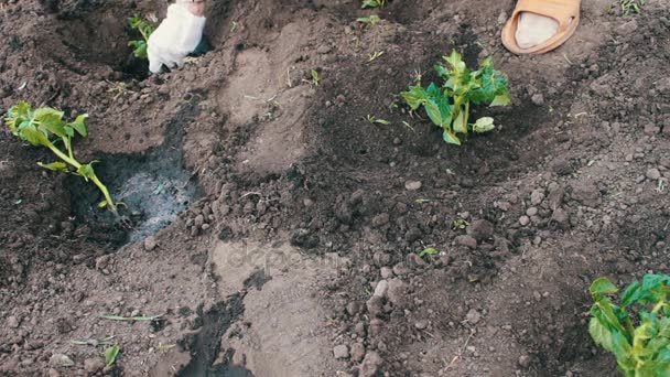 La femme a planté les plants de tomates dans le sol. Un trou creusé dans lequel il y a un semis de tomate. La plante est en préparation pour la plantation — Video