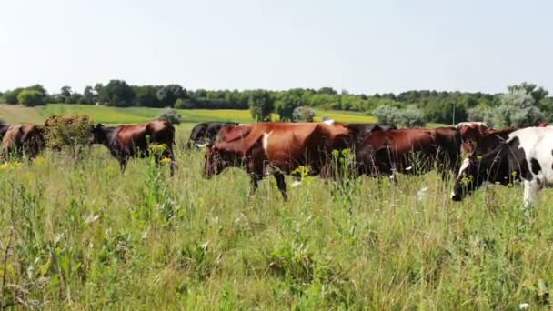 Nötkreatur betar på grön äng i sommar — Stockvideo