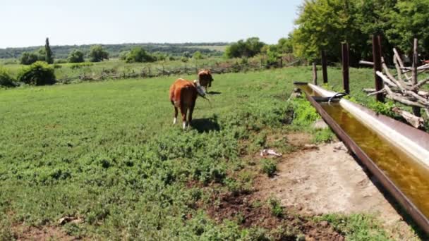 Betande kor på sommaräng i byn — Stockvideo