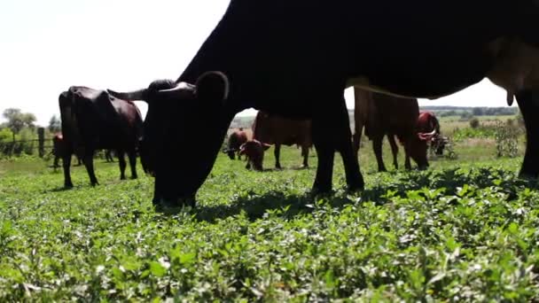 Молочные коровы едят траву на летнем лугу — стоковое видео