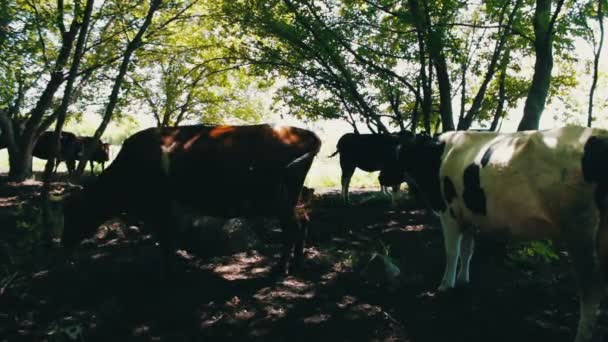 Многие коровы покоятся в тени пера — стоковое видео