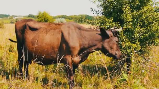 Molto bello insolito colore cenere della mucca sfiora e guarda nella lente della videocamera — Video Stock