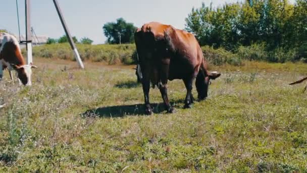 Портрет коровы на фоне поля. Красивая смешная корова на ферме. Ест зеленую траву — стоковое видео