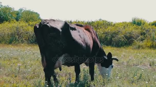 İnek alan arka plan üzerinde portresi. Güzel komik inek çiftliğinde. Yeşil çim yeme — Stok video