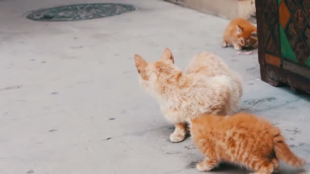 Piros hajléktalan a macskák esznek utcában egy darab kolbász — Stock videók