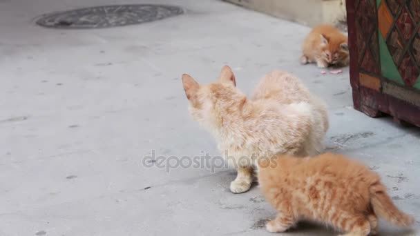 Gatos rojos sin hogar comen en la calle un trozo de salchicha — Vídeos de Stock