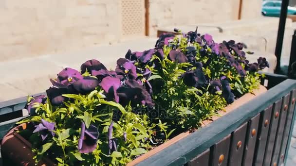 Belles fleurs de pétunia bleu dans le lit de fleurs dans la rue de Bakou, Azerbaïdjan — Video