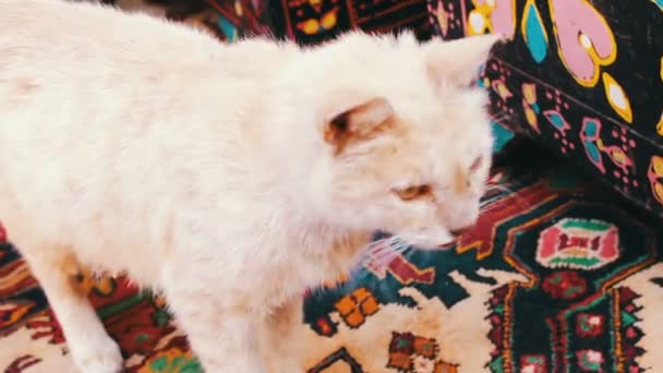 Redhead stray mother cat plays with small red kittens in the street — Stock Video