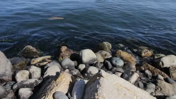 Άποψη του ένα μολυσμένο Κασπία θάλασσα. Απορρίμματα και τα σκουπίδια στην άμμο αιγιαλού σε φόντο στη θάλασσα. Περιβαλλοντικό πρόβλημα στην παραλία — Αρχείο Βίντεο