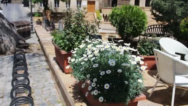 Beautiful flowerbed with flowering daisies on the streets of the capital city of a capital of Azerbaijan, Baku — Stock Video
