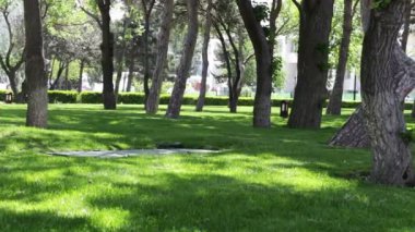 Baku.Fresh yeşil çim atış parkta güzel pürüzsüz ve yeşil çim