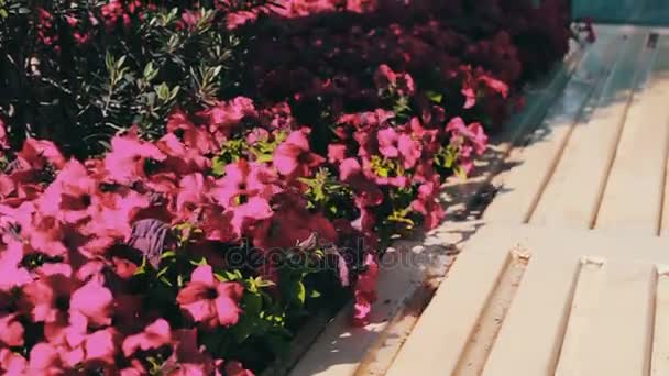 Beautiful, delicate petunias in flower beds on city street — Stock Video