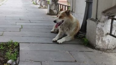 Evsiz beyaz kıl köpek Sighnaghi Gürcü şehir sokakta yatıyor ve yapışkanlık dışarı onun dil ile nefes, sokak köpeği sahibi var.