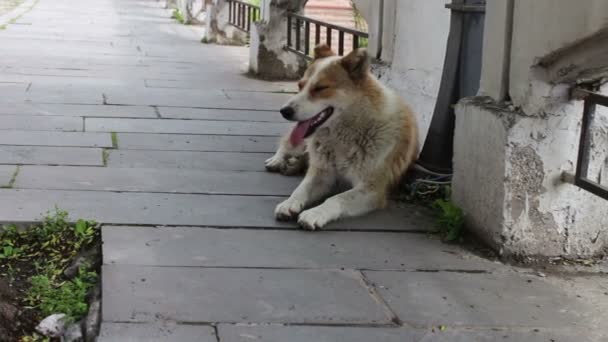 Evsiz beyaz kıl köpek Sighnaghi Gürcü şehir sokakta yatıyor ve yapışkanlık dışarı onun dil ile nefes, sokak köpeği sahibi var. — Stok video