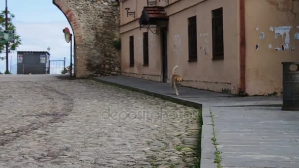Bezdomovec hladový pes bloudí ulicemi města Sighnaghi, Gruzie, Street pes nemá žádné vlastníky — Stock video