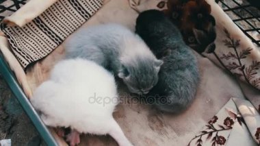 İngiliz lop-eared bir kutu içinde çaresiz kör newborn yavru kedi doğurmak