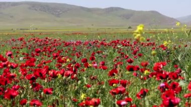 Dağıstan dağlarında çerçevede çiçek haşhaş büyük alan