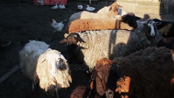 Grand mouton en laine dans le paddock tiré à travers une grille de clôture 