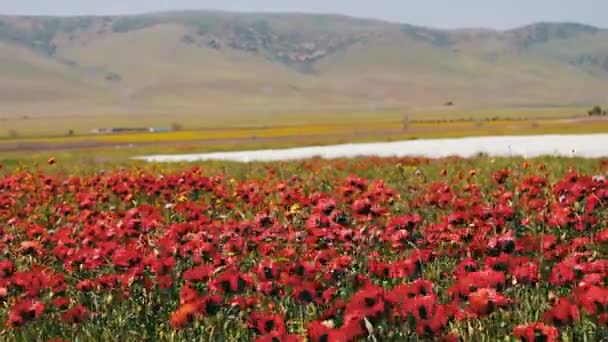 Stort område av blommande vallmor mot bakgrund av bergen i Dagestan — Stockvideo