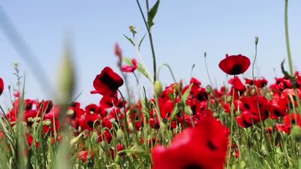 Field of close up moving blossoming red poppies — Stock Video