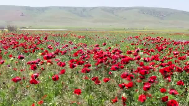 ダゲスタン共和国の山の背景に満開のポピーの巨大なフィールド — ストック動画