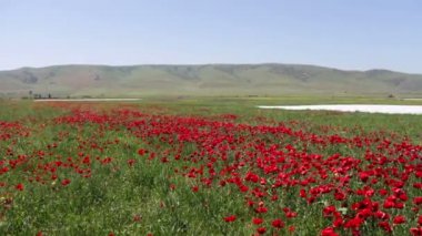 Dağıstan çiçek haşhaş büyük alan