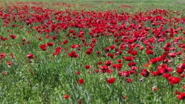 Dağıstan çiçek haşhaş büyük alan