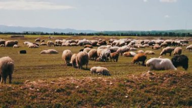 Koyun ve sahada otlatma ram sürüsü. Tarım Tohum Sanayi.