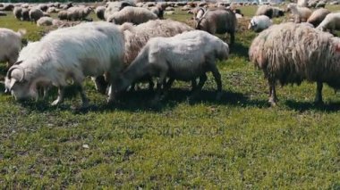 Koyun ve sahada otlatma ram sürüsü. Tarım Tohum Sanayi.