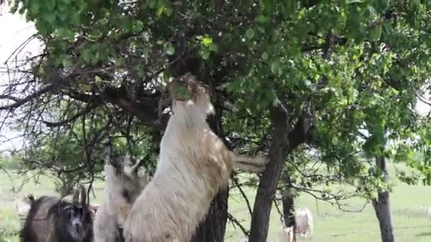 Cabras grandes y pequeñas pastan cerca del árbol comiendo hojas se paran divertidas en sus dos patas traseras — Vídeos de Stock