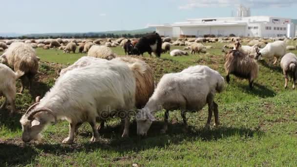 Georgia.A 注視、ウォーキング、緑の牧草地に羊群の放牧の白い原野羊の群れ。フィールドに放牧地およびカメラから離れて歩いて羊のグループのビデオ. — ストック動画