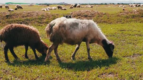 Witte schapen met wol grazen op de groene weide in de buurt van Tbilisi, Georgië — Stockvideo