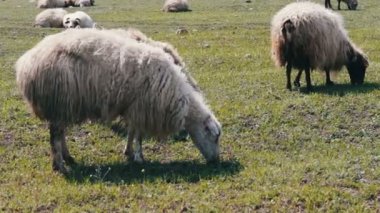 Beyaz koyun yün yeşil çayır üzerinde otlatma ile yakın: Tiflis, Gürcistan