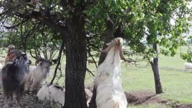 Ağacın yaprakları stand komik onların iki arka ayakları üzerinde yemek yakınındaki büyük ve küçük keçi otlatmak