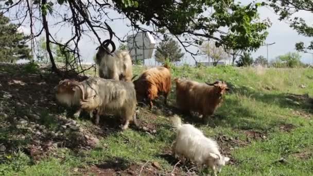 Chèvres drôle manger feuillage de l'arbre se tenir sur les pattes arrière près de Tbilissi, Géorgie 